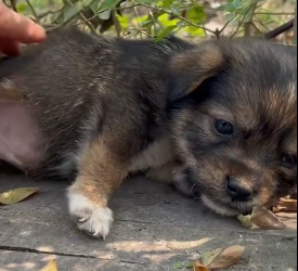 N2801010 His Cry for Help Grew Fainter… And Then This Happened