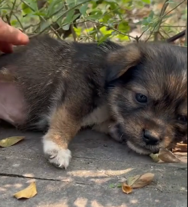 N2801010 His Cry for Help Grew Fainter… And Then This Happened