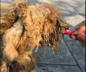 N2801009 Trapped and Weak… He Couldn’t Hold On Much Longe