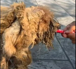 N2801009 Trapped and Weak… He Couldn’t Hold On Much Longe