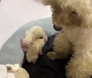 N2801012 His Eyes Still Begged for Help… Then This Happened