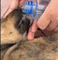 N2801013 Left in Pain, Crying Until His Voice Faded