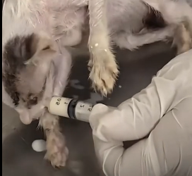 N2801014 Too Weak to Stand… His Body Was Giving Up