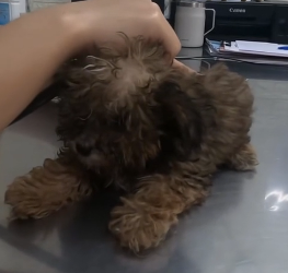 N2801015 His Cry Slowly Faded… And That Was Terrifying