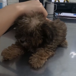 N2801015 His Cry Slowly Faded… And That Was Terrifying