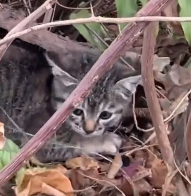 N0201069 Cat hiding in bushes was lucky to be saved #cat #rescuecat #animals