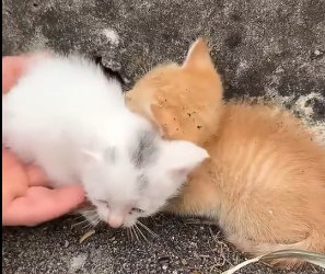 N2801016 Every Second Was Critical for This Little Life