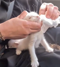 N2801018 He Stopped Moving… And Everyone Panicked