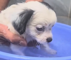 N2801019 Left in Danger, Crying Until He Had No Strength Left