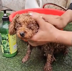 N2801020 Left There in Pain, Waiting for a Miracle