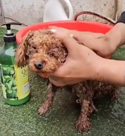 N2801020 Left There in Pain, Waiting for a Miracle