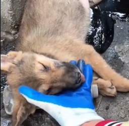 N2801021 Too Weak to Escape… His Time Was Running Out