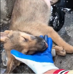 N2801021 Too Weak to Escape… His Time Was Running Out