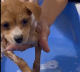 N2801022 Trapped and Helpless… He Couldn’t Escape