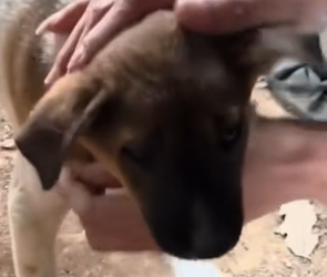 N2801023 His Eyes Were Full of Fear… And Then This Happened