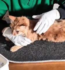 N2801024 This Was Almost the End for Him… Part 2