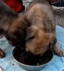 N2801025 Too Weak to Move… Time Was Running Out