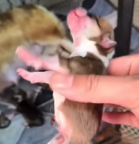 N0201070 corgi second chance saving newborn puppy #rescue #animals #fyp