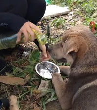 N2801029 He Tried to Hold On… Even When Hope Was Fading