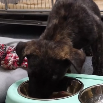 N2801030 His Body Was Failing… But His Eyes Still Begged for Help