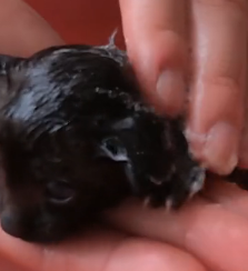 N2801034 He Was Lying There in Pain… Waiting for Someone to Notice