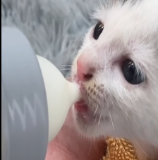 N2801037 He Didn’t Scream Anymore… And That Was the Scariest Part