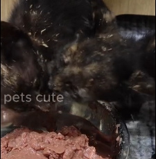 N2801038 Trapped on the Asphalt Under the Sun… How Long Could He Last