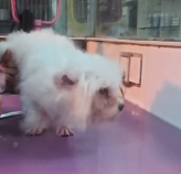 N0201008 An Ordinary Walk,a fateful encounter #rescue #cute #helpanimals #lo