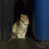 N0201071 found stray kitten dozing off by trash can then #rescue