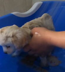 N2801040 His Legs Were Trapped… And Panic Took Over