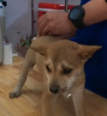 N2801042 Trapped and Bleeding… He Couldn’t Escape