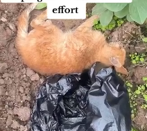 N2801052 This Was Almost His Last Moment… Part 2