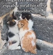 N2801053 His Eyes Were Still Searching for Help