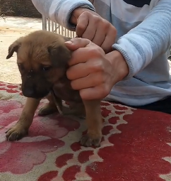 N2801043 He Lay There in Pain While Time Kept Passing