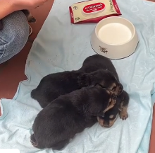 N2801045 Trapped in Pain… He Couldn’t Move Anymore