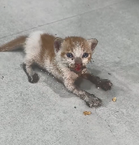 N0201072 Rescued kitten my car engine Then #rescue #animals #fyp #kitte…