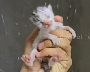 N2801046 He Lay There Weak and Shaking… Waiting for Help