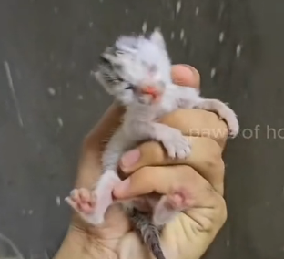 N2801046 He Lay There Weak and Shaking… Waiting for Help