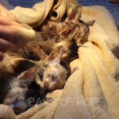 N2801047 His Body Was Failing… But He Still Tried to Hold On