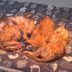 N2801048 Left There in Pain, Hoping Someone Would Notice