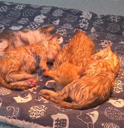 N2801048 Left There in Pain, Hoping Someone Would Notice