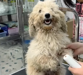 N2801049 He Was Trapped and Barely Breathing