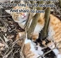 N2801050 Trapped and Trembling… He Was Losing Strength