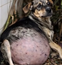 N2801051 He Couldn’t Move Anymore… Time Was Running Out