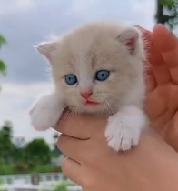 N2801055 Unable to Move, Lying There as Time Slowly Ran Out