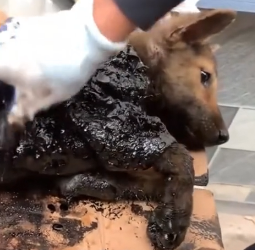 N2801057 He Tried to Escape… But His Body Wouldn’t Let Him