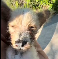 N0201073 moment he looked at me,I knew had to save him!#rescue #animals