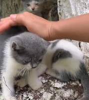 N2801056 He Was Trapped and Crying… No One Noticed Until This Moment