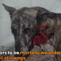 N3101003 She Waited Silently for Help… Not Knowing If Anyone Would Come