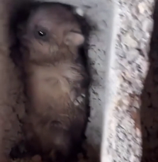 N0201074 found little animal alone in wild then #rescue #animals #fyp